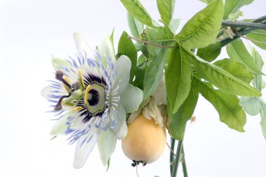 Passiflora yakın çekim