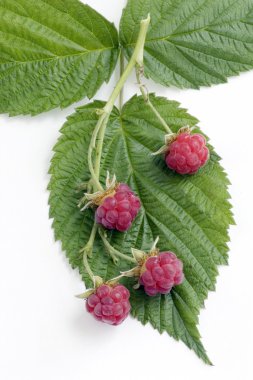 Bunch of a red raspberry