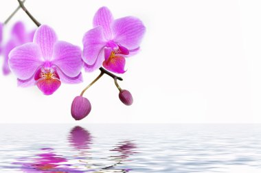 Orchids clipart