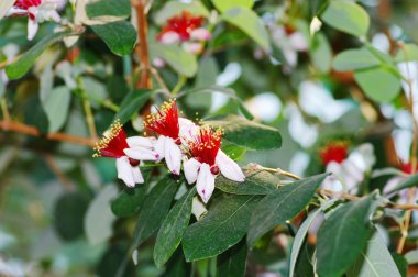 feijoa bahar çiçekleri