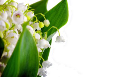 Lily-of-the-valley clipart