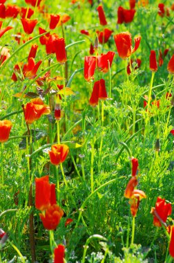 ortak poppies yakın çekim