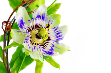 Purple Passionflower clipart