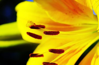 Close-up flower of lily. clipart