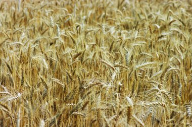 Golden wheat feald clipart