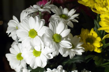 Marguerite.