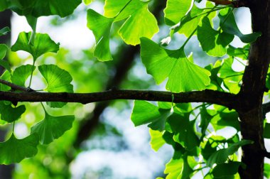 Ginkgo biloba yaprağı.