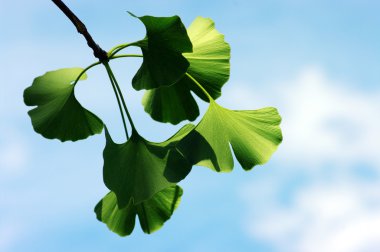 Ginkgo biloba yaprağı