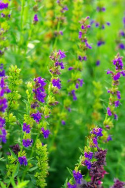 Hyssop plant in the garden clipart