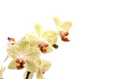 Orchids clipart