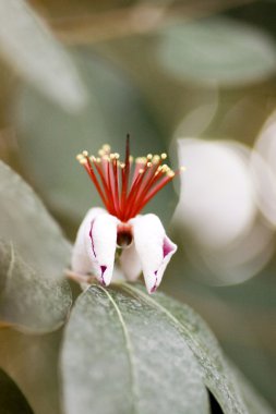 Feijoa clipart