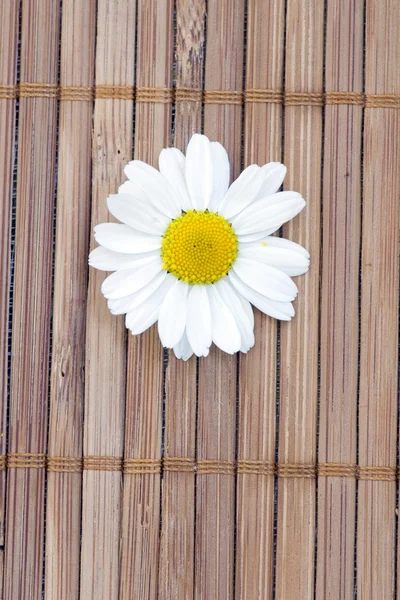 Manzanilla blanca — Foto de Stock