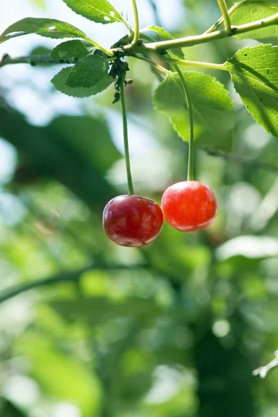 Juicily cherries — Stock Photo, Image