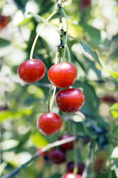 Juicily cherries on a Tree. — Stock Photo, Image