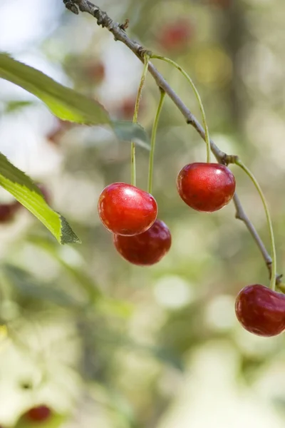 Juicily cherries — Stock Photo, Image