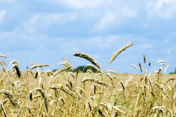 Golden wheat on the plant. — Stock Photo, Image