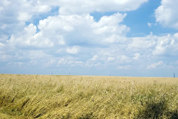 Ladang Wheaten dan langit biru — Stok Foto