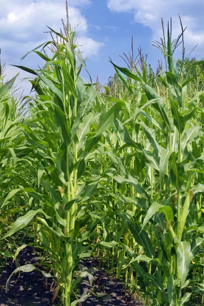 Кукурудза в полі на блакитному небі — стокове фото