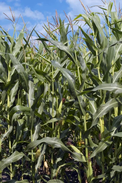 Кукурудза в полі на блакитному небі — стокове фото