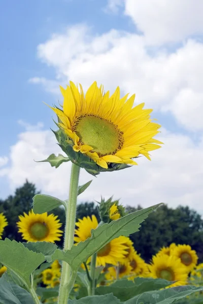 令人惊叹的向日葵 — 图库照片