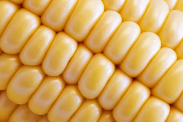 stock image Corn Texture Background