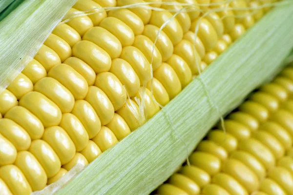 Maize cob detail