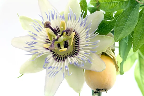 Close up de passiflora — Fotografia de Stock