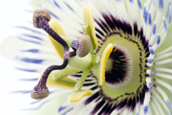 Purple Passionflower — Stock Photo, Image