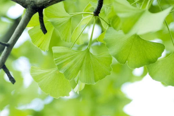 Φύλλα γκίνγκο μπιλομπά. — Φωτογραφία Αρχείου