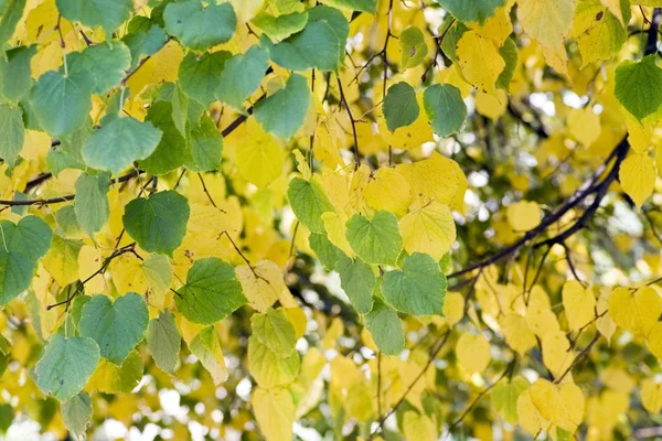 Blätter einer Birke — Stockfoto