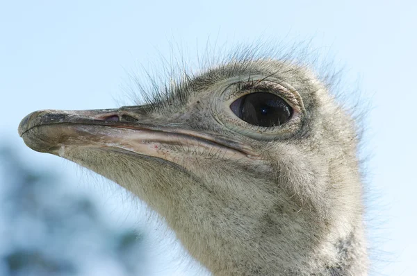 Portrait of an ostrich — Stock Photo, Image