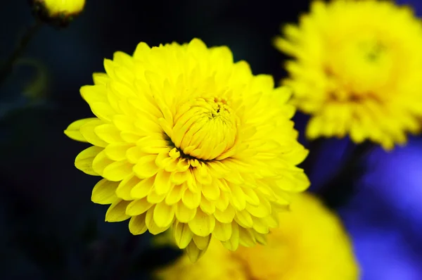 꽃 배경 — 스톡 사진