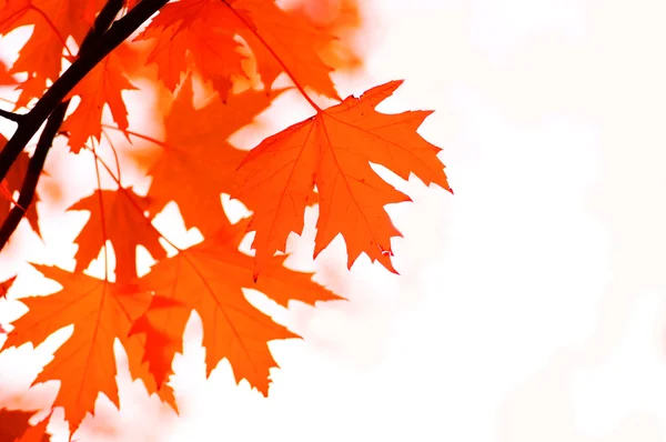 Podzimní listí, mělké zaměření — Stock fotografie
