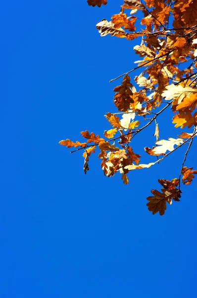 Eikeblader på blå himmel – stockfoto