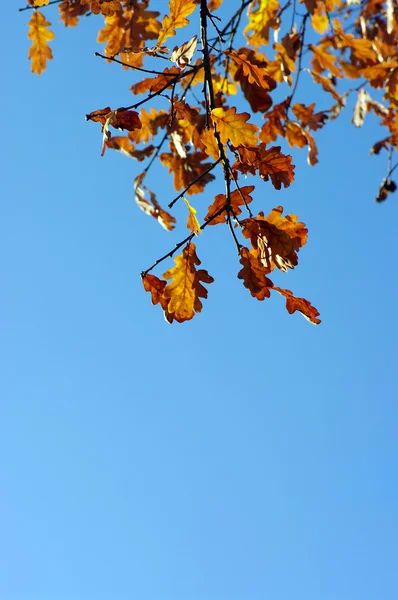 Oak leaves on blue sky — Stock Photo, Image