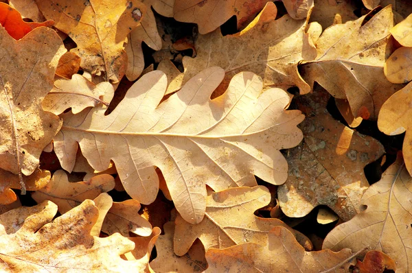 Yellow-bark oak — Stock Photo, Image