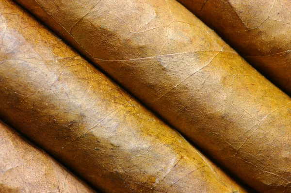 Zigarren in einer Reihe Nahaufnahme — Stockfoto