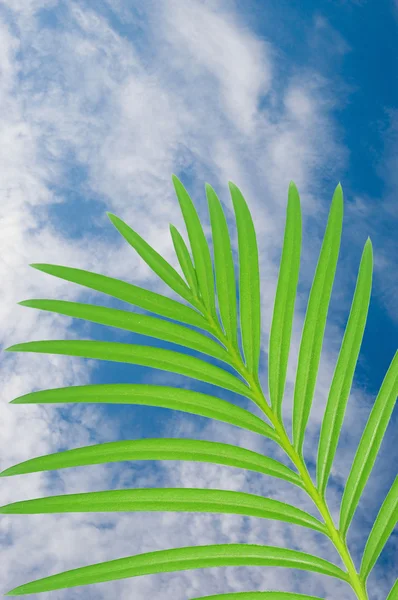 푸른 하늘, 야 자 잎 — 스톡 사진