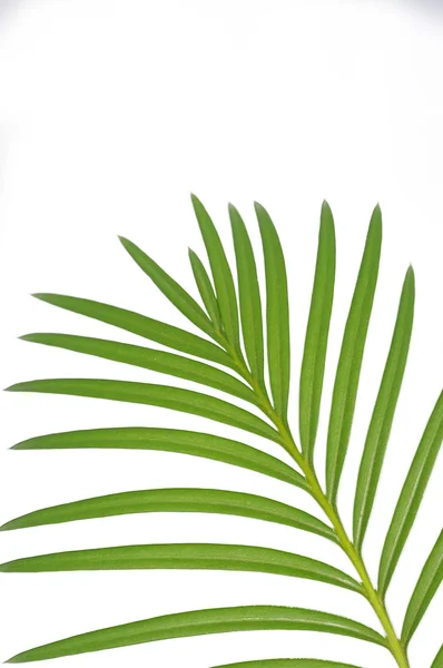 Palmiye yaprakları — Stok fotoğraf