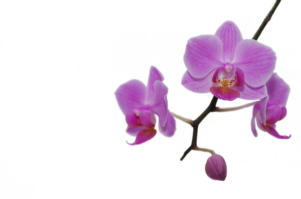Güzel tropik orkideler. — Stok fotoğraf