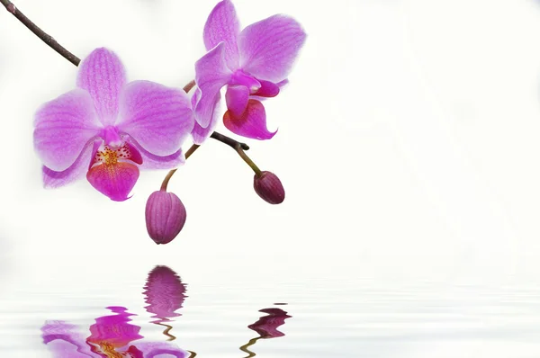 Rosa orquídeas — Fotografia de Stock