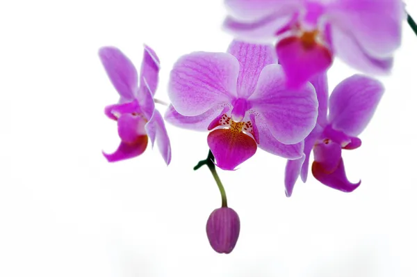 Een roze orchideeën — Stockfoto