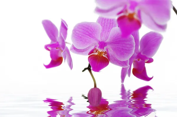 Růže orchideje — Stock fotografie