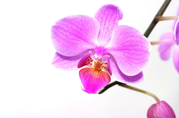 Güzel tropik orkideler. — Stok fotoğraf