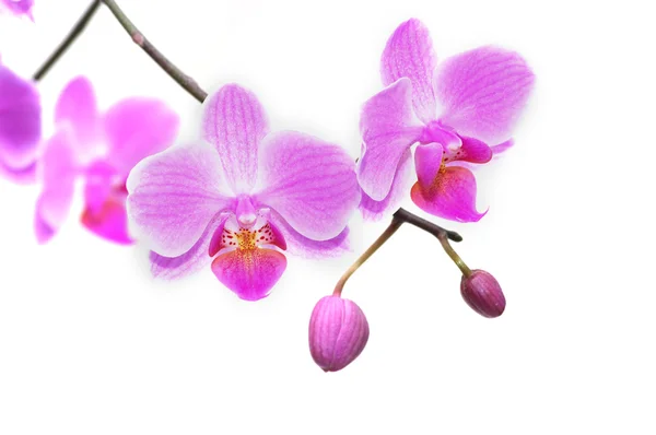 Güzel tropik orkideler — Stok fotoğraf