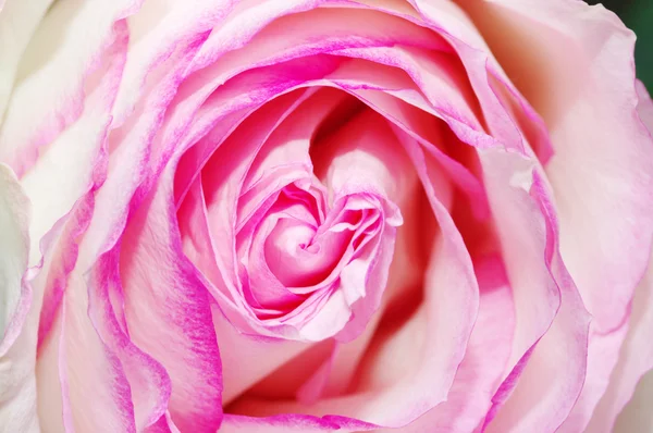 Nahaufnahme der rosa Rosenblätter — Stockfoto