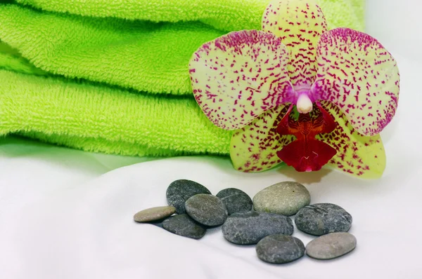 Ніжна орхідея — стокове фото
