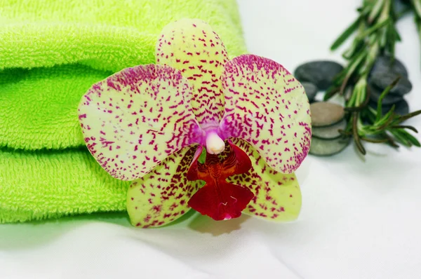 Delicate orchid — Stockfoto