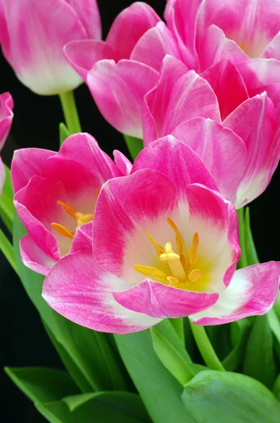 Tulipa rosa em um fundo preto — Fotografia de Stock