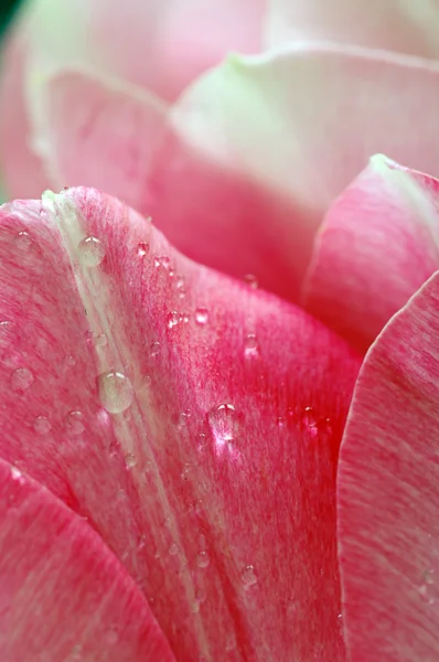 Sok-sok rózsaszín tulipánok szirmok — Stock Fotó